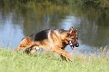 BERGER ALLEMAND 728